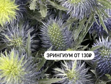 Посмотрим и на отдел Срезанных цветов!